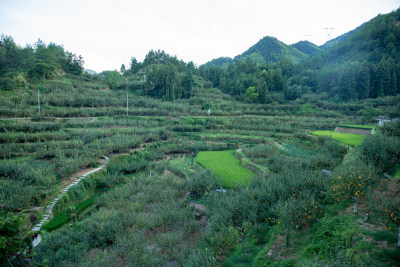 苏坑梨园夏季风景