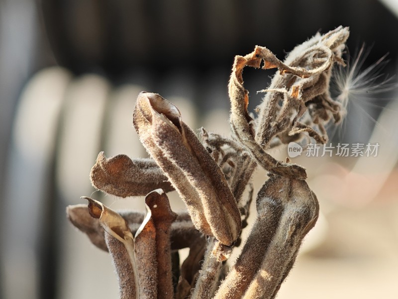 枯萎植物特写尽显秋日萧瑟之态