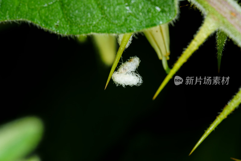 带刺植物上的白色茧状物特写