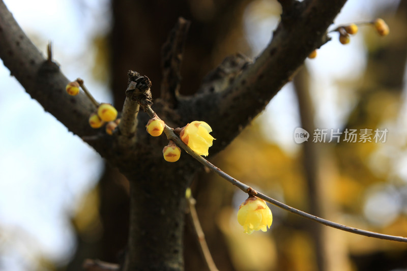 冬天腊月盛开的蜡梅花