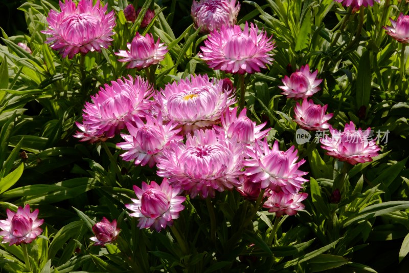 厦门园博苑郁金香花展上的蜡菊