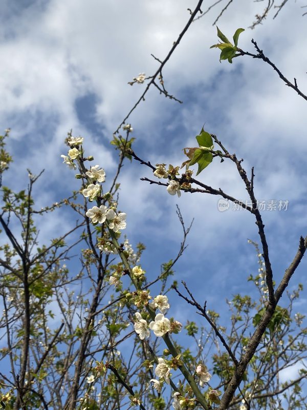 广州萝岗香雪公园梅花盛开