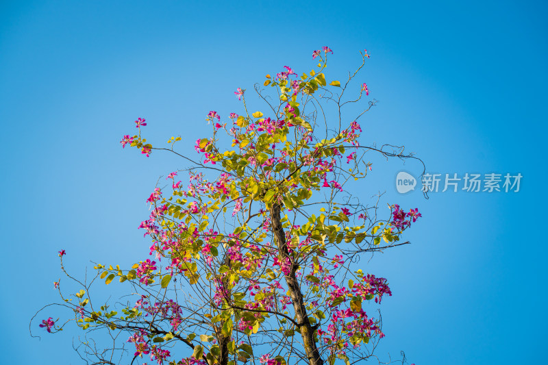 蓝天下的红花羊蹄甲花树