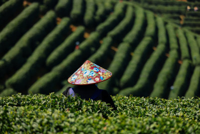 茶园里采茶的女人