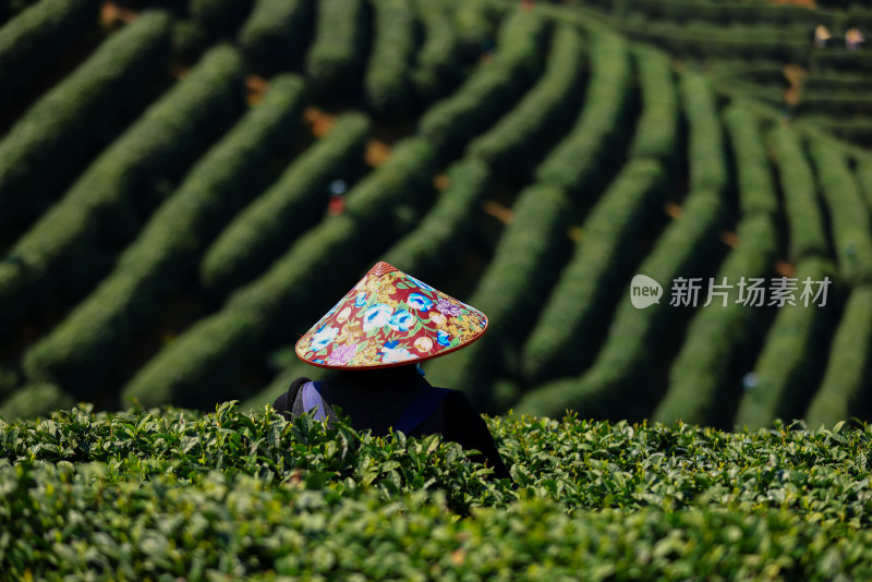 茶园里采茶的女人