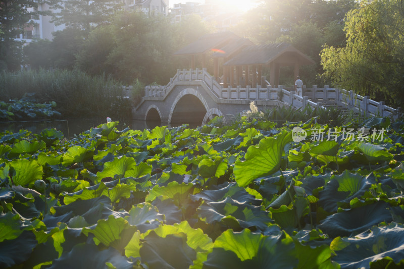 夏日的福州金山公园荷花