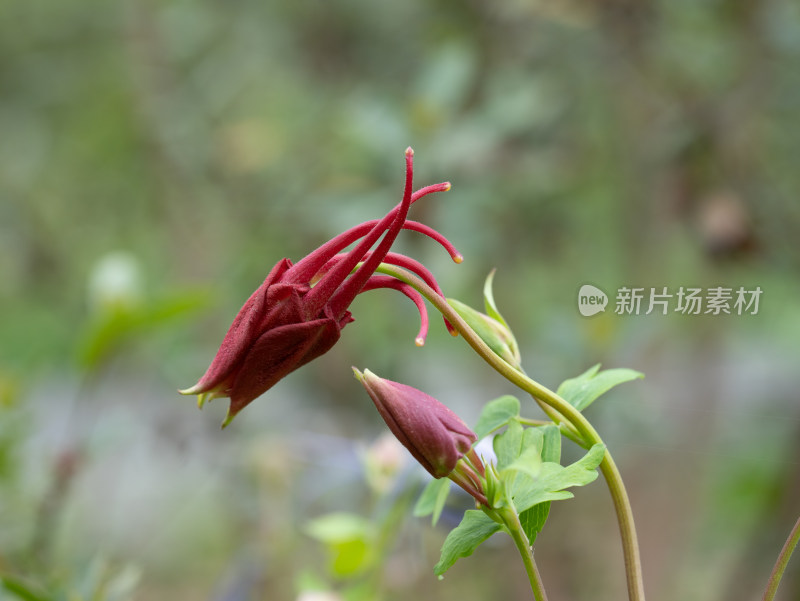 春天的漏斗菜开花