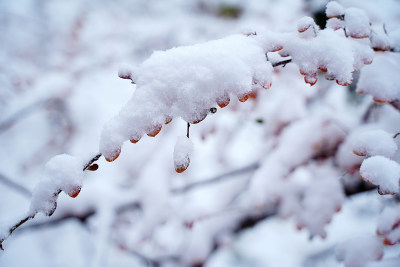 植物上的积雪素材