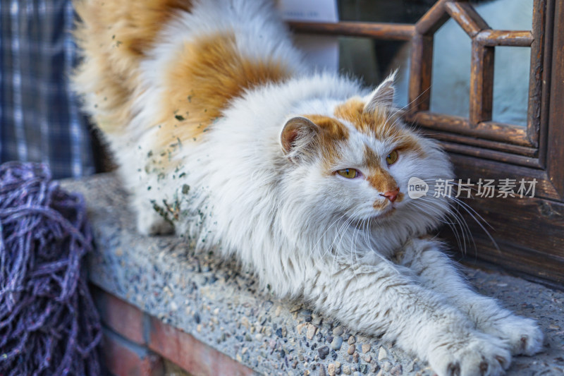 长毛猫在阳台上伸懒腰