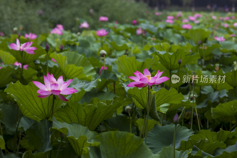 夏季公园荷塘荷叶丛中荷花特写