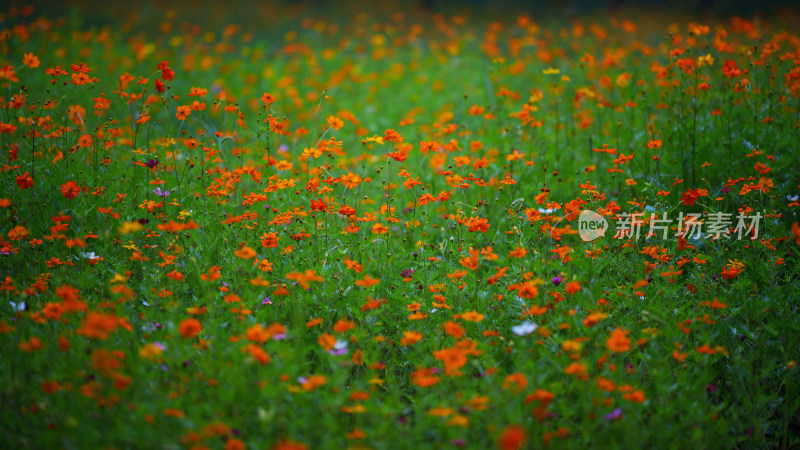 唯美格桑花花丛