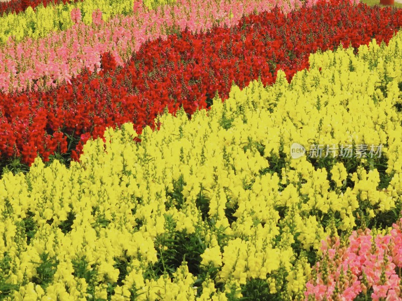 佛山市千灯湖公园金鱼草花海