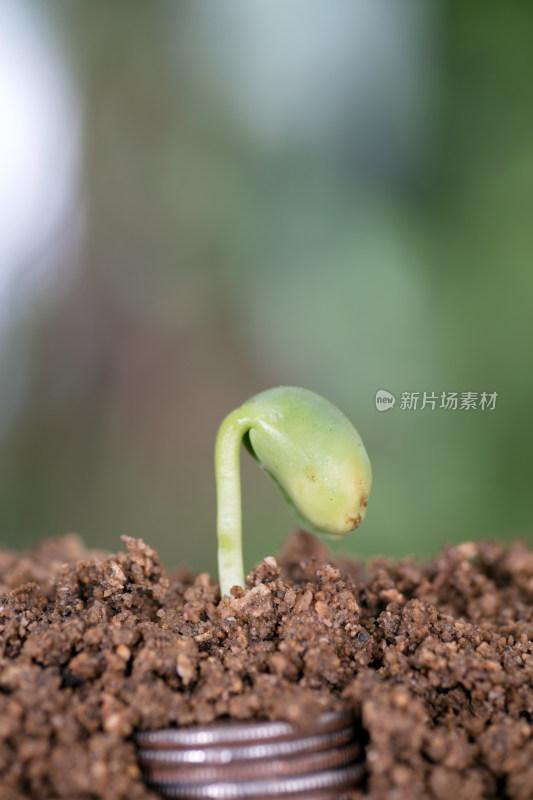 剖开土壤切面露出土里的美元和发出的嫩芽