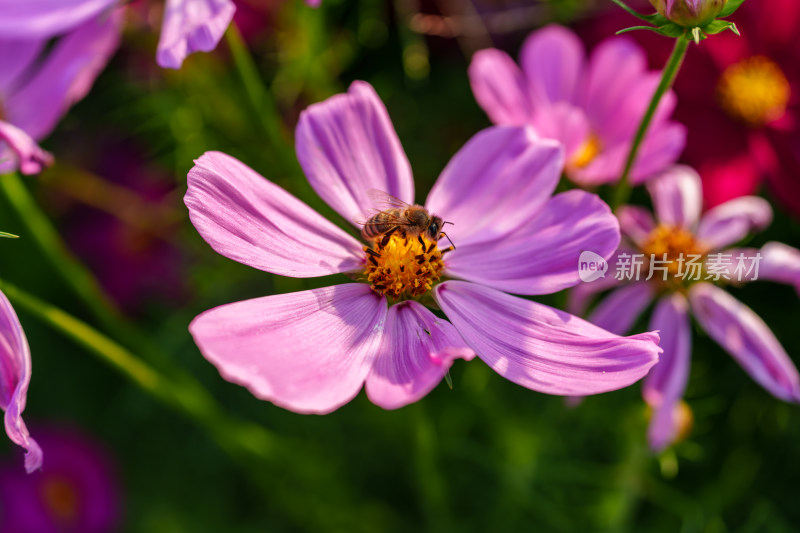 花蕊上采蜜的蜜蜂