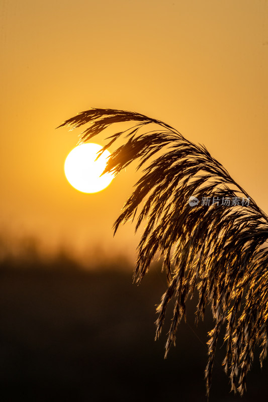 夕阳下芦苇丛风景