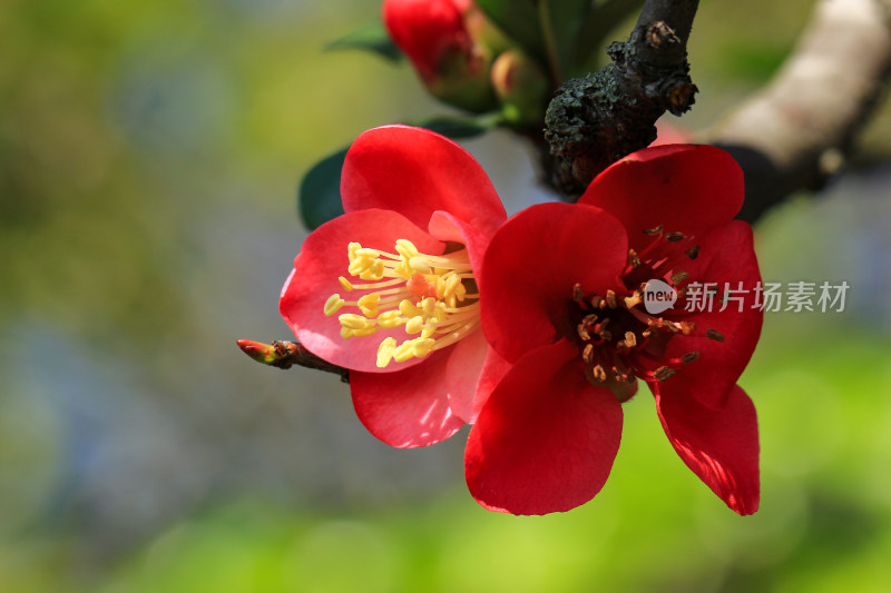 海棠花开春意浓