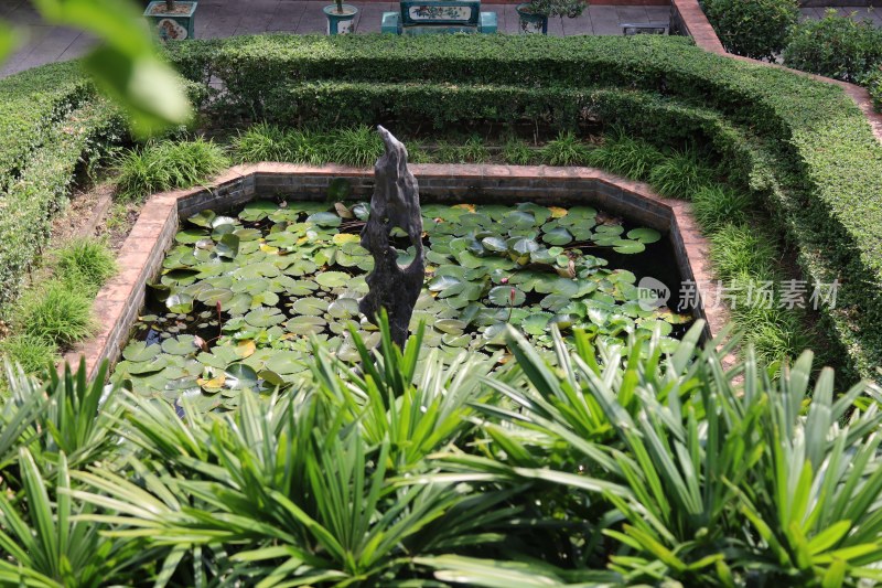 庭院荷花池绿植景观