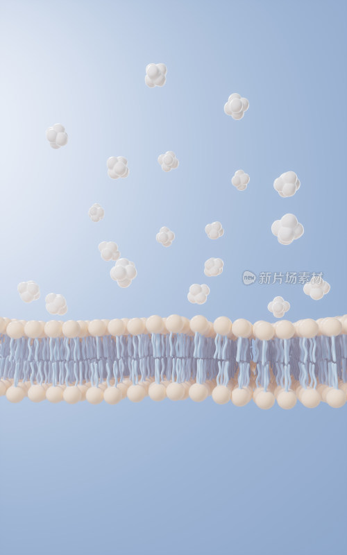磷脂双分子层细胞膜3D渲染