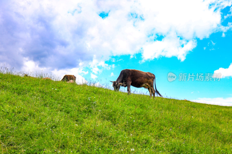 夏季新疆草原有机牧场牛羊转场