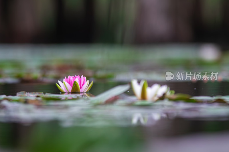 池塘中的荷花莲花