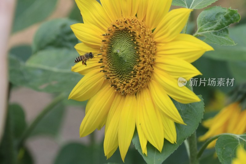 向日葵花 蜜峰采蜜向日葵 