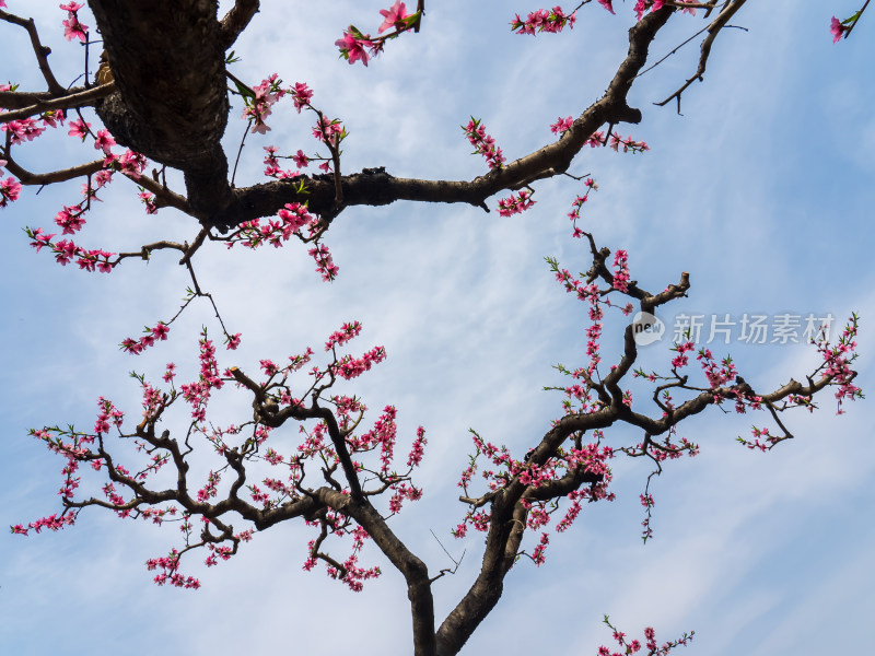 春天桃花盛开