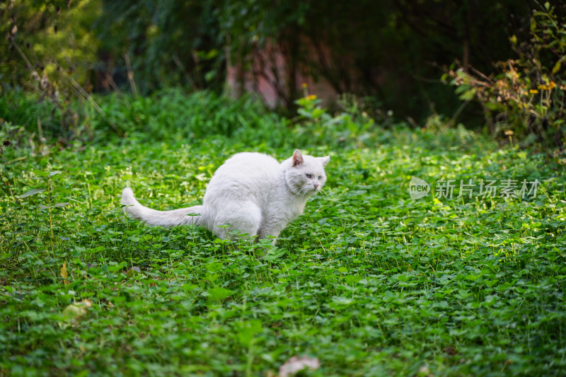 草地上的白猫流浪猫