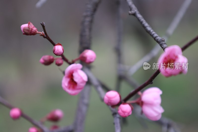 粉色梅花特写