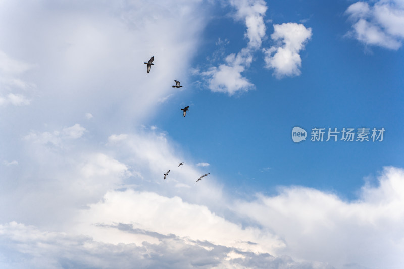 鸽子一群鸟类在天空飞翔蓝天白云