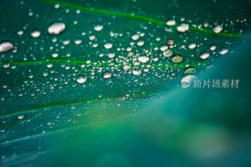 雨后荷叶上的露水珠