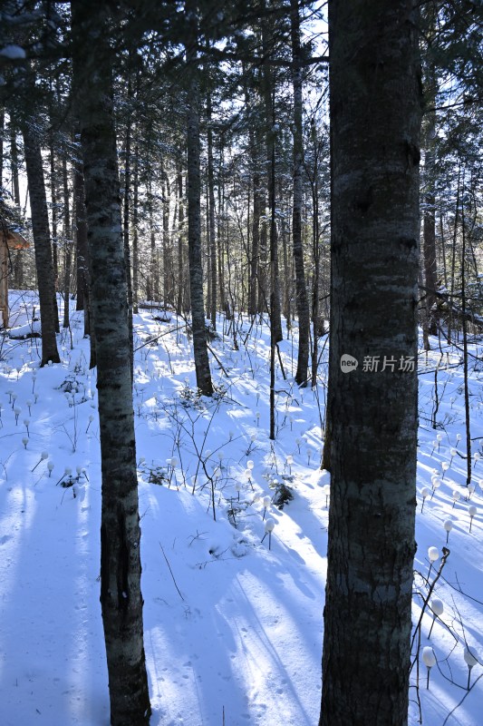 积雪覆盖的森林树木景象