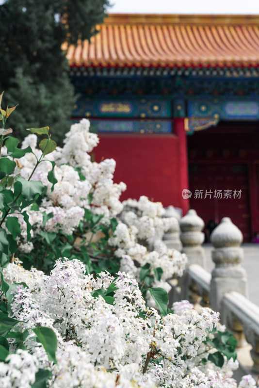春天中国北京故宫博物院内绽放的丁香花