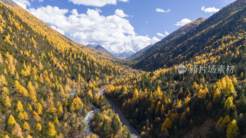 雅拉雪山秋天杉树松树彩林秋景