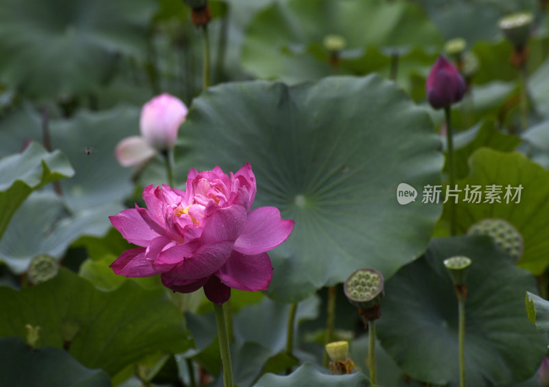 山东枣庄山亭区北河公园雨后荷花别样美