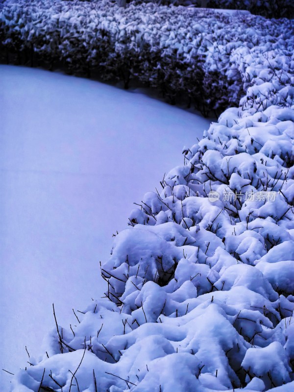 被积雪覆盖的灌木丛雪景