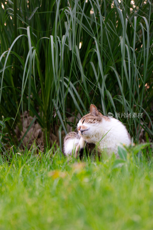 草地里挠痒的猫猫