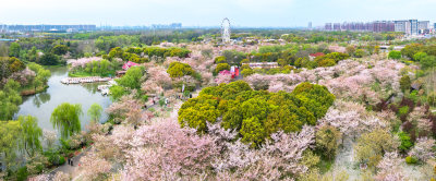 航拍上海宝山顾村公园樱花季樱花