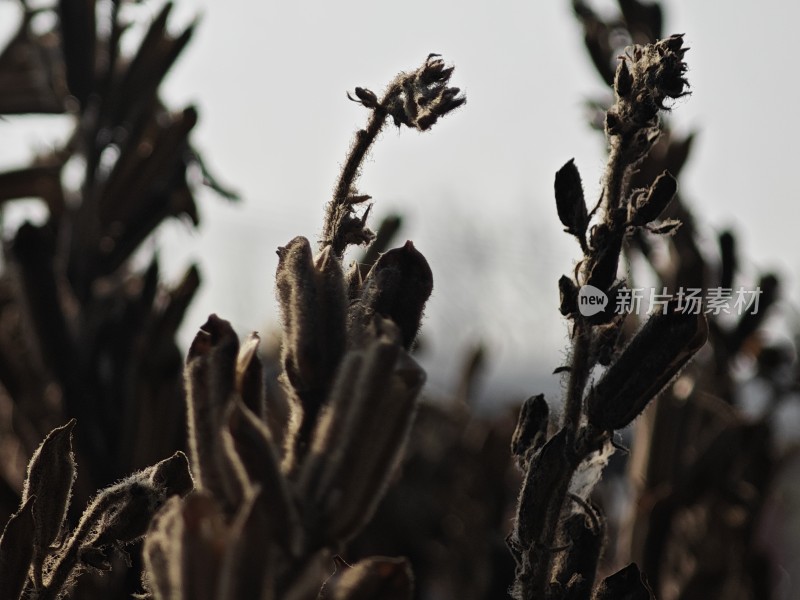 枯萎植物特写尽显秋日萧瑟之态