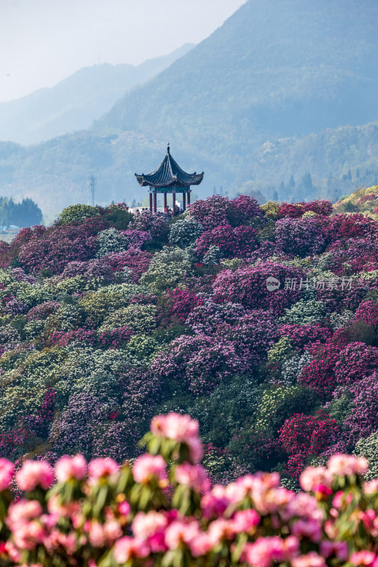 贵州百里杜鹃