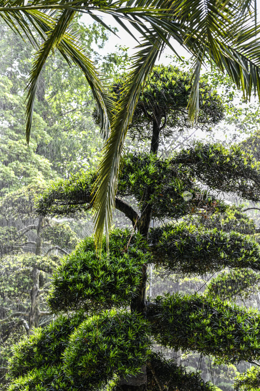 世园会植物