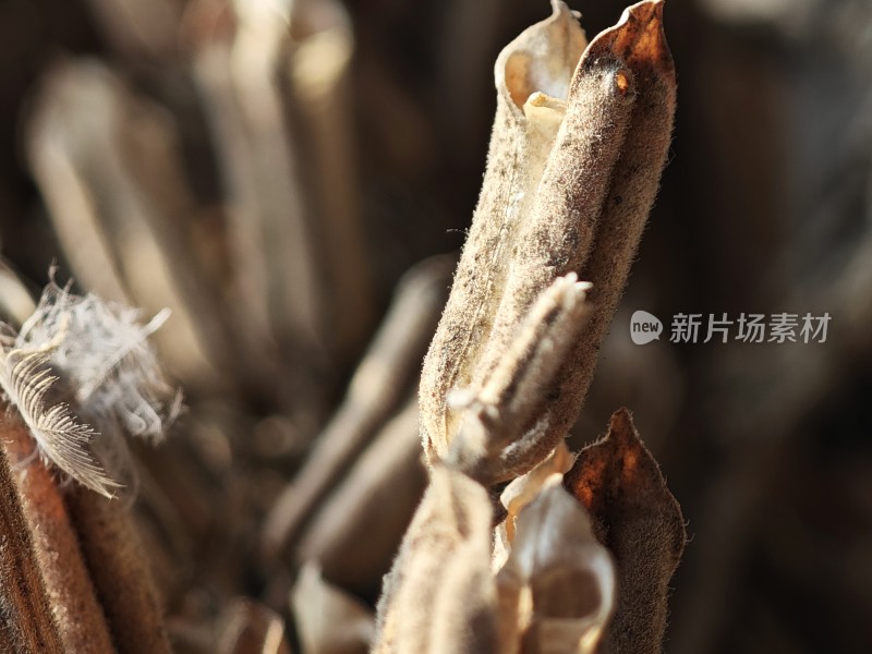 枯萎植物特写尽显秋日萧瑟之态