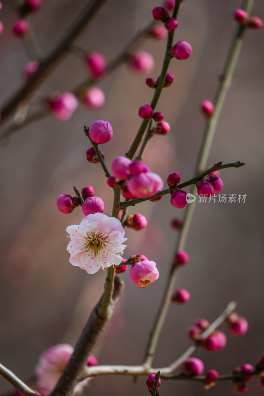 春天北京市内桃花盛开明城墙遗址公园