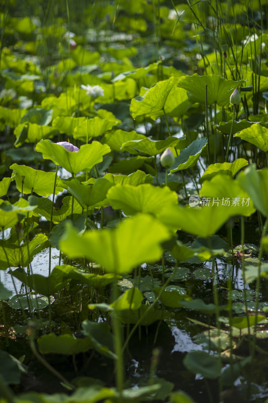 夏季公园荷塘荷叶丛中荷花特写