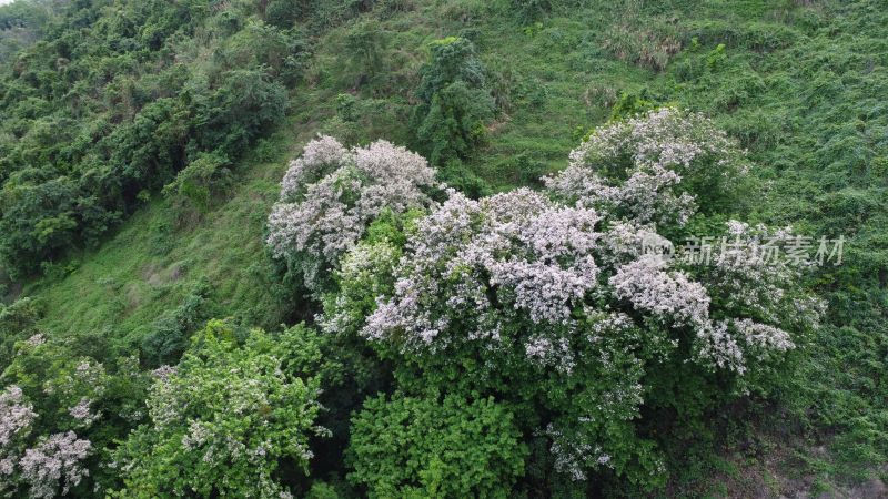 广东东莞：航拍银瓶山森林公园短萼仪花