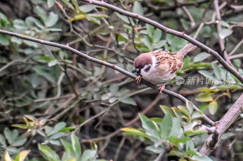 重庆酉阳：树梢飞鸟叫喳喳