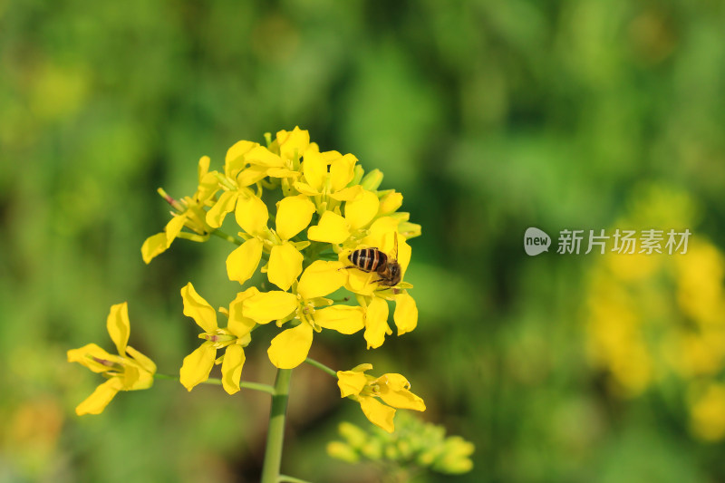 春天金黄的油菜花