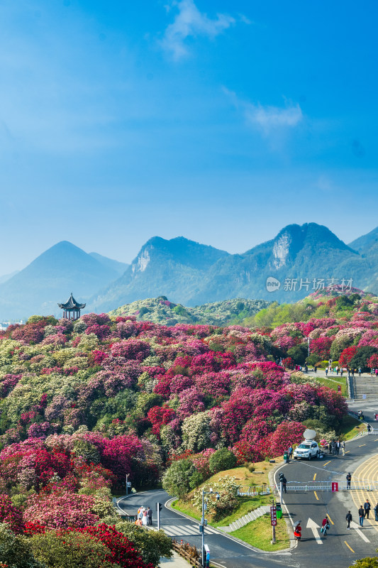 贵州百里杜鹃