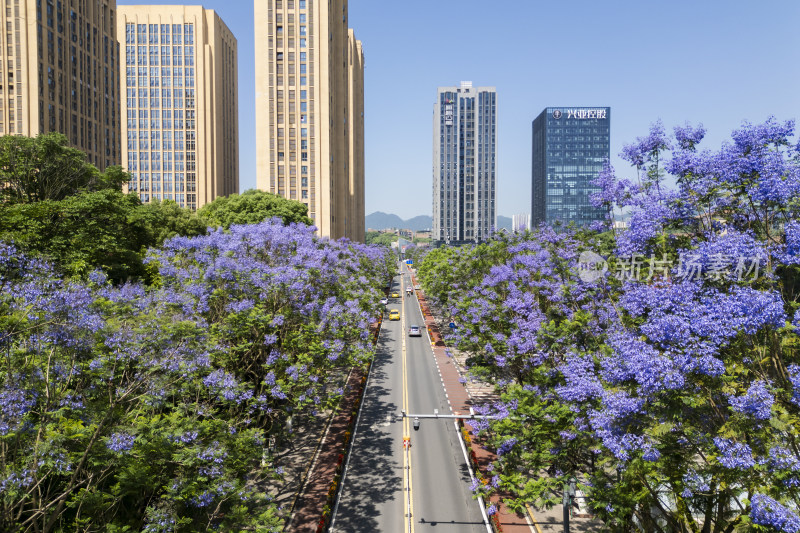 重庆大学城熙街道路两旁的蓝花楹争相绽放