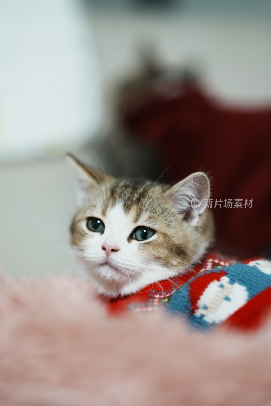 家里穿的衣服的小奶猫