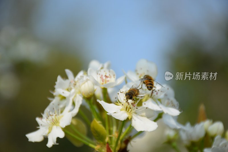 盛开的白色梨花特写